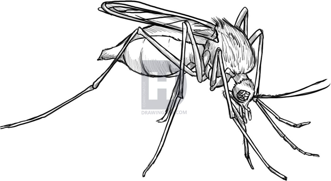 1080x592 how to draw a mosquito, step - Mosquito Drawing