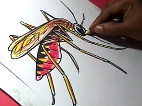 480x360 how to draw malaria mosquito drawing for kids step - Mosquito Drawing