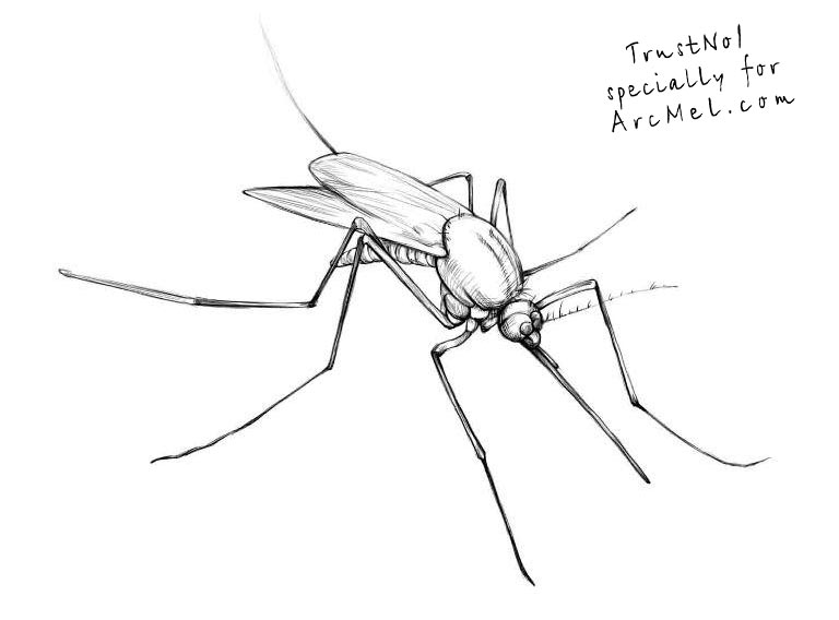 768x568 how to draw a mosquito step - Mosquito Drawing