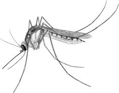 235x183 images for gt culex mosquito drawing spirit animals mosquito - Mosquito Drawing