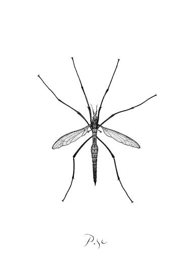375x516 mosquito drawing - Mosquito Drawing