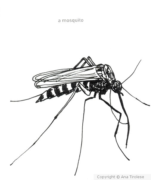 506x600 things to draw - Mosquito Drawing