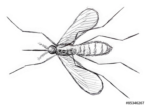 500x365 mosquito drawing stock photo and royalty free images on fotolia - Mosquito Drawing