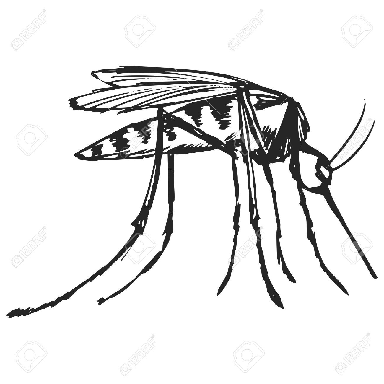 1300x1300 mosquito drawing free download - Mosquito Drawing