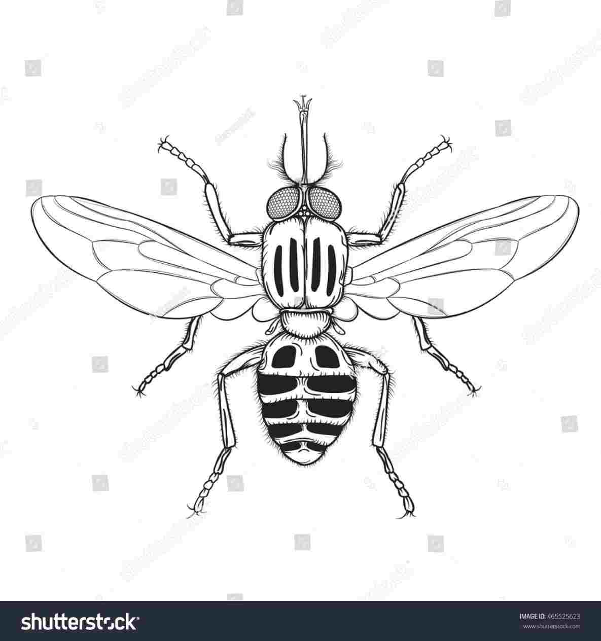 1185x1264 rhcom images simple bug drawing for ue culex mosquito - Mosquito Drawing