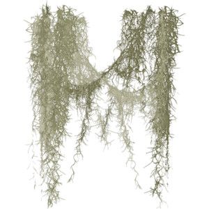 300x300 image result for spanish moss drawing color pencil spanish - Moss Drawing