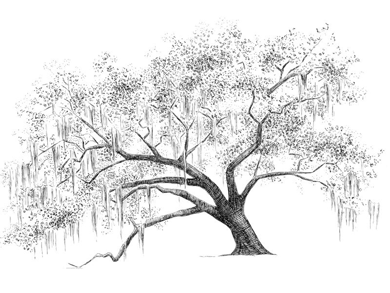 800x600 Moss Tree Drawing - Moss Drawing