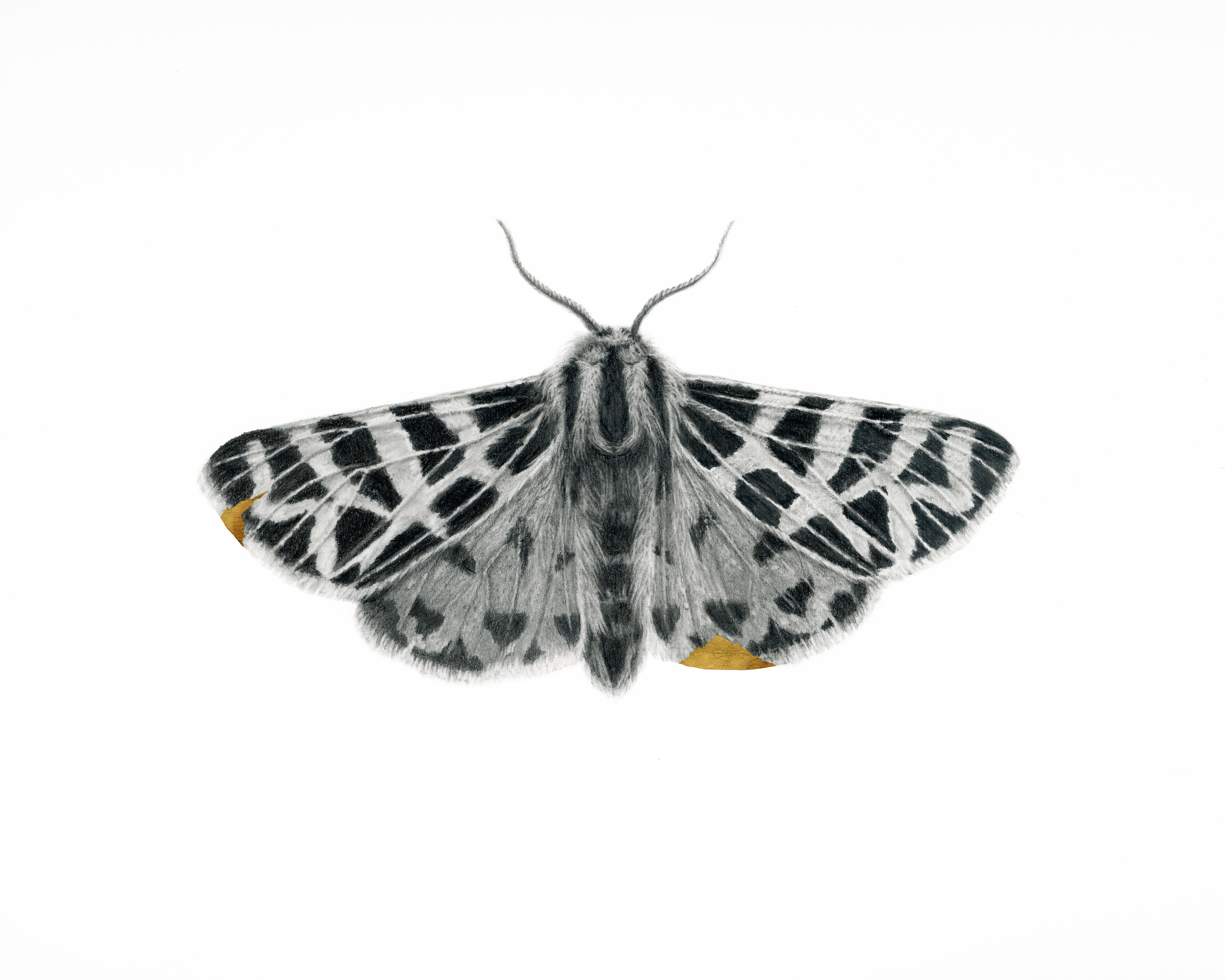 3840x3072 Brooke Figer - Moth Drawing