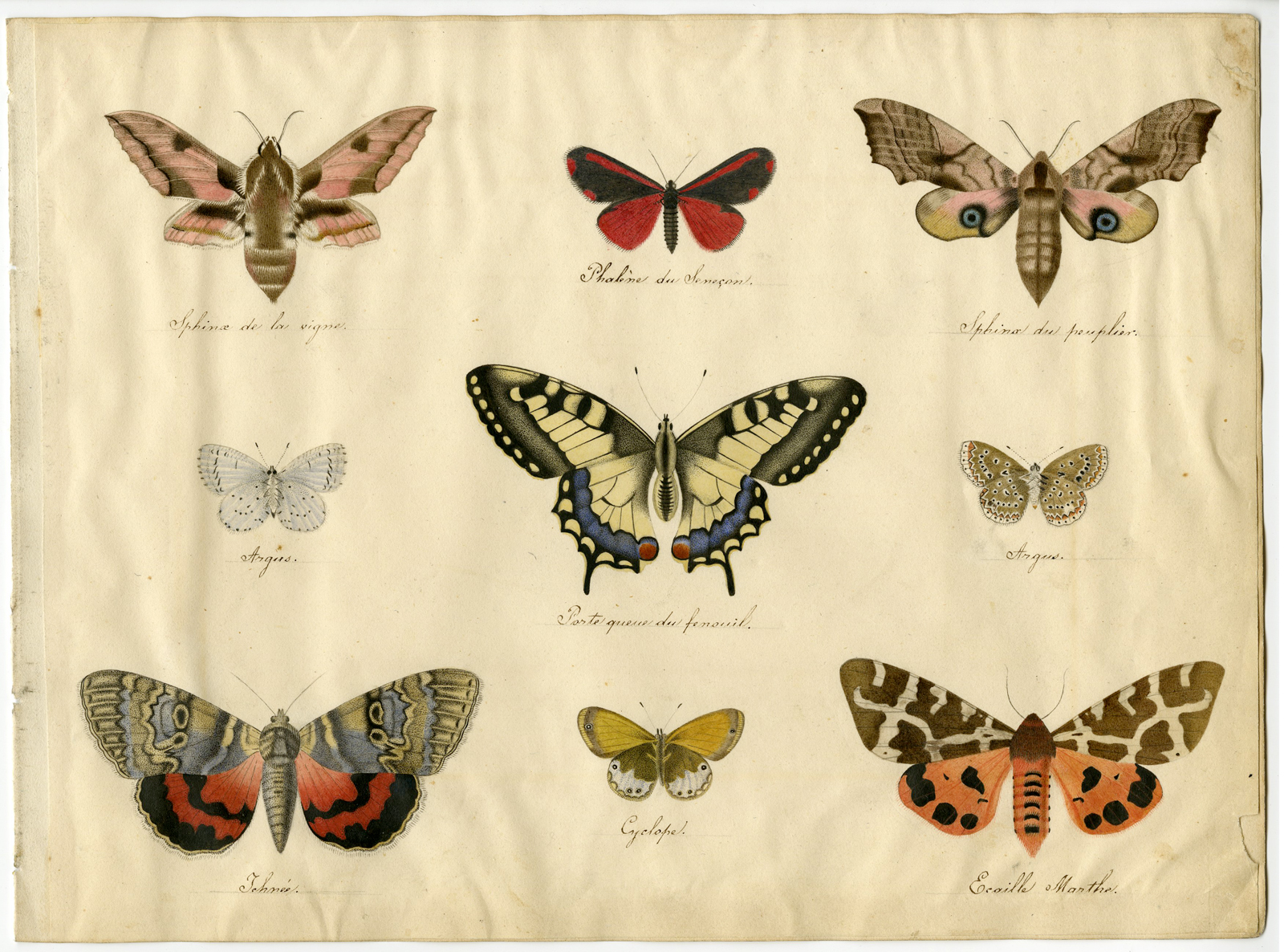 1600x1186 butterflies and moths drawing - Moth Drawing