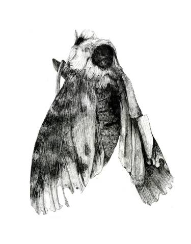 375x479 dead moth drawing - Moth Drawing