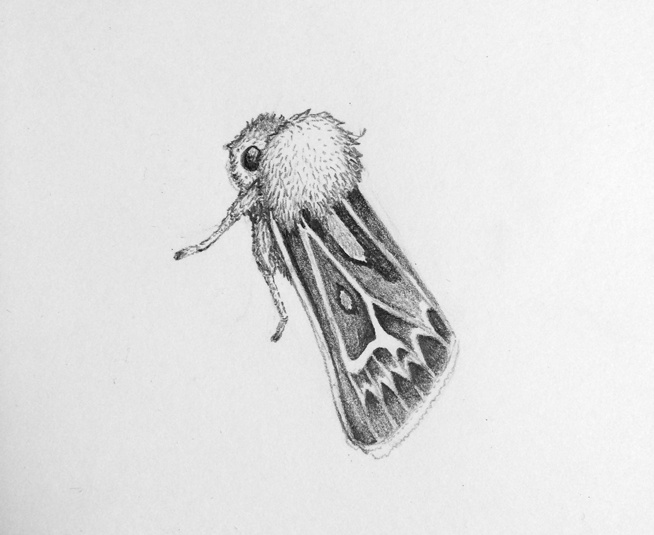 654x535 Drawings - Moth Drawing