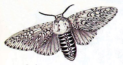 426x225 Image - Moth Drawing