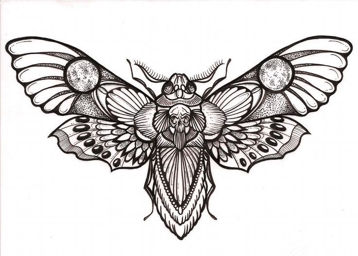 736x527 moth drawing skeleton for free download - Moth Drawing
