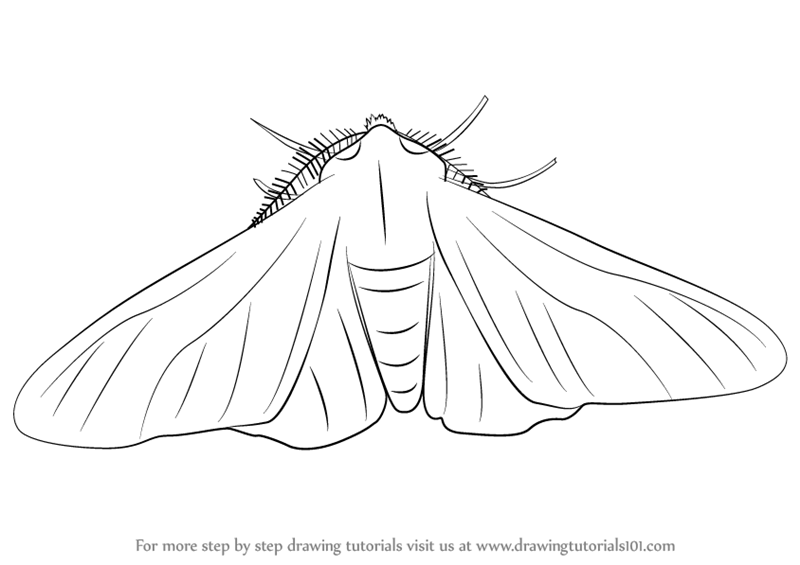 800x565 learn how to draw a peppered moth - Moth Drawing