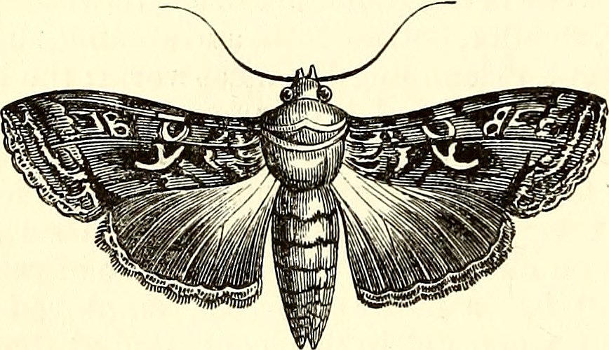 868x500 moth drawing - Moth Drawing