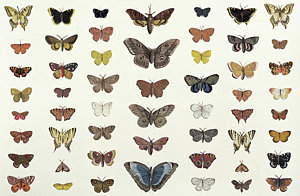 300x196 moth drawings fine art america - Moth Drawing