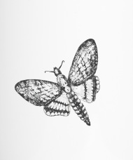 190x228 moth drawing travel mug spreadshirt - Moth Drawing