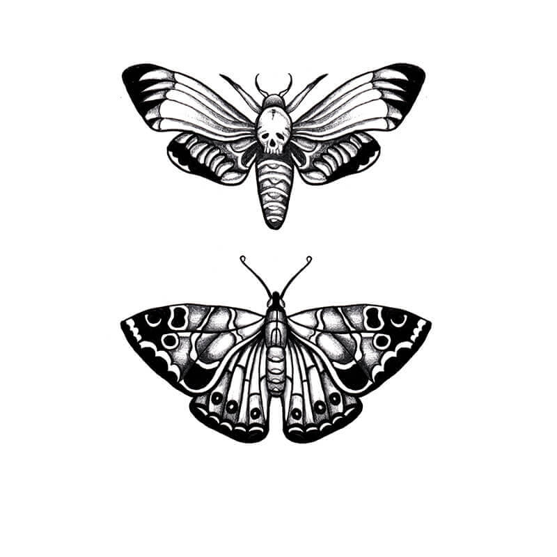 800x800 moth drawing - Moth Drawing