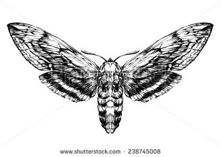 450x321 moth drawing - Moth Drawing