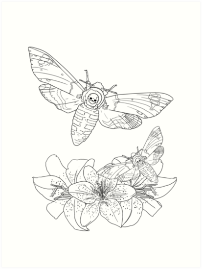 413x549 death's head moth art prints - Moth Line Drawing