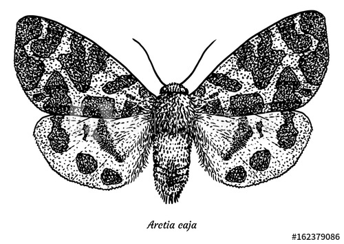 500x354 garden tiger moth illustration, drawing, engraving, ink, line art - Moth Line Drawing
