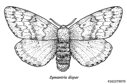 500x332 gypsy moth illustration, drawing, engraving, ink, line art, vector - Moth Line Drawing