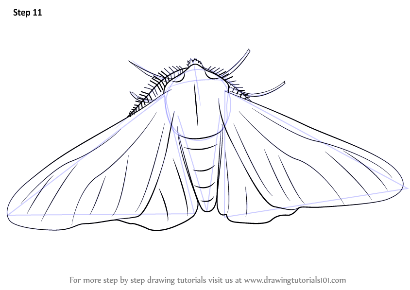 844x597 learn how to draw a peppered moth - Moth Line Drawing