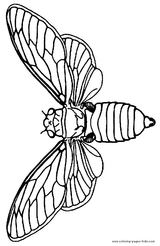 558x858 moth drawing line for free download - Moth Line Drawing