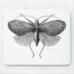 307x307 line drawing of moth gifts on zazzle - Moth Line Drawing