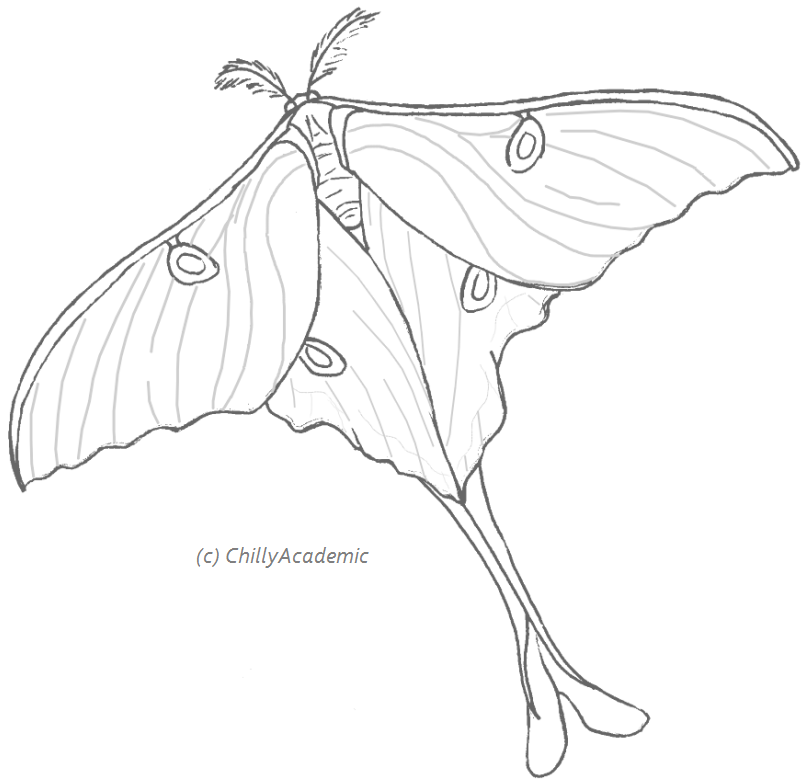 808x783 luna moth drawing related keywords suggestions - Moth Line Drawing