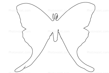 418x279 luna moth line drawing - Moth Line Drawing