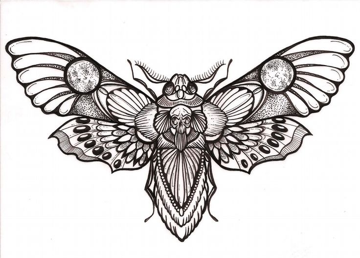 736x527 moth drawing face for free download - Moth Line Drawing
