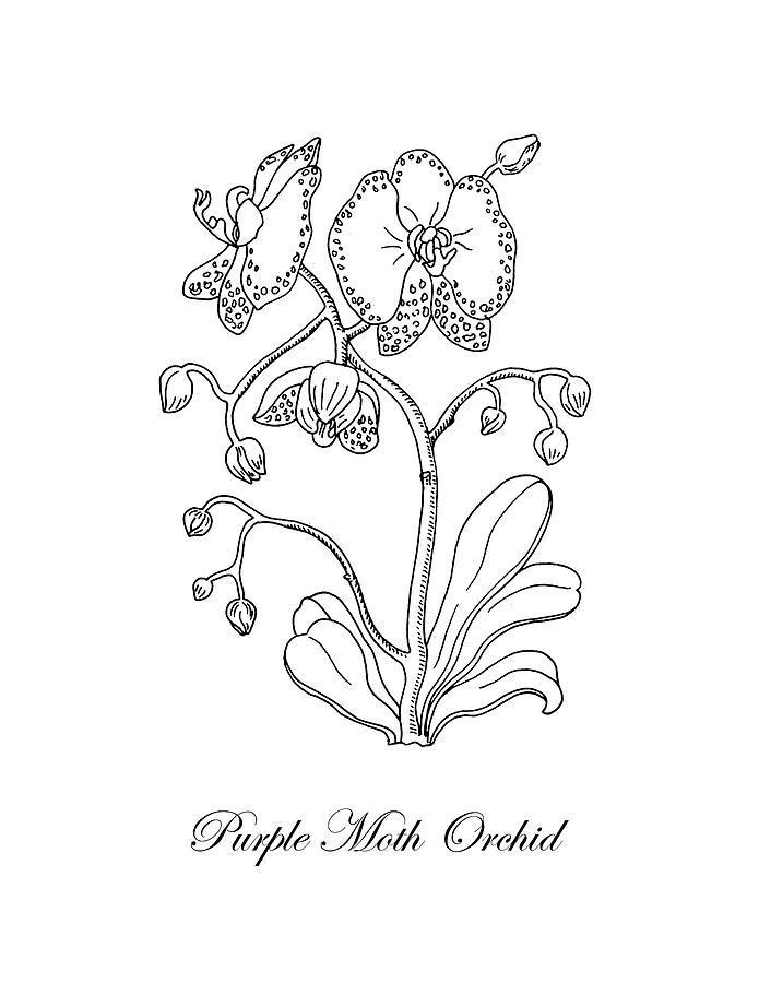 695x900 moth orchid botanical drawing black and white drawing - Moth Line Drawing