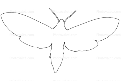 418x279 tobacco hornworm moth outline, line drawing, shape images - Moth Line Drawing