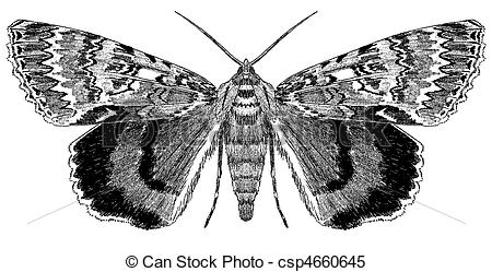 450x249 underwing moth - Moth Line Drawing