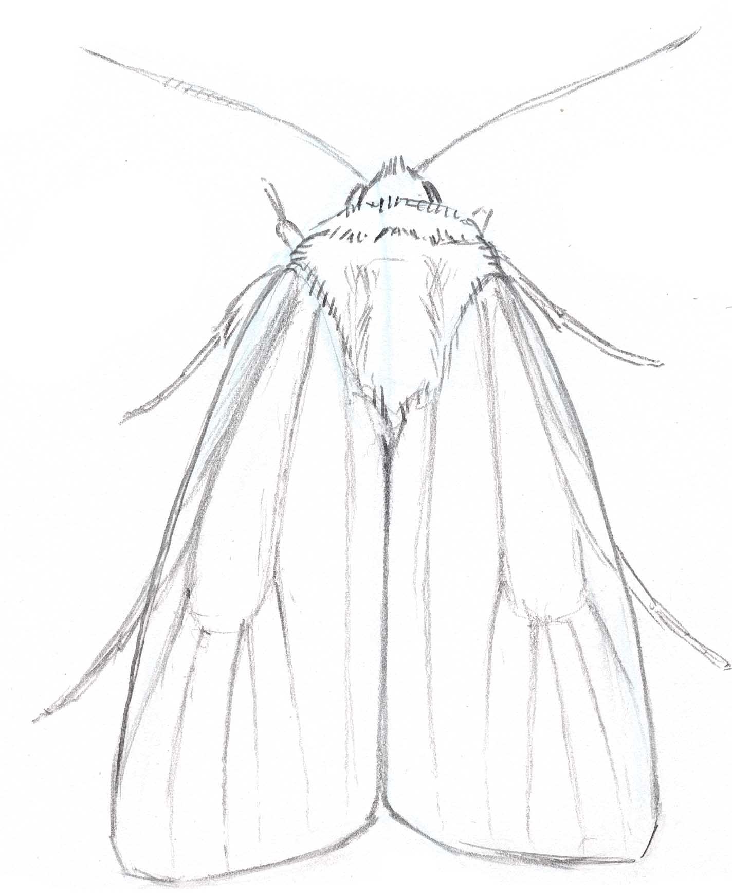 1424x1742 noctuid moth line - Moth Line Drawing