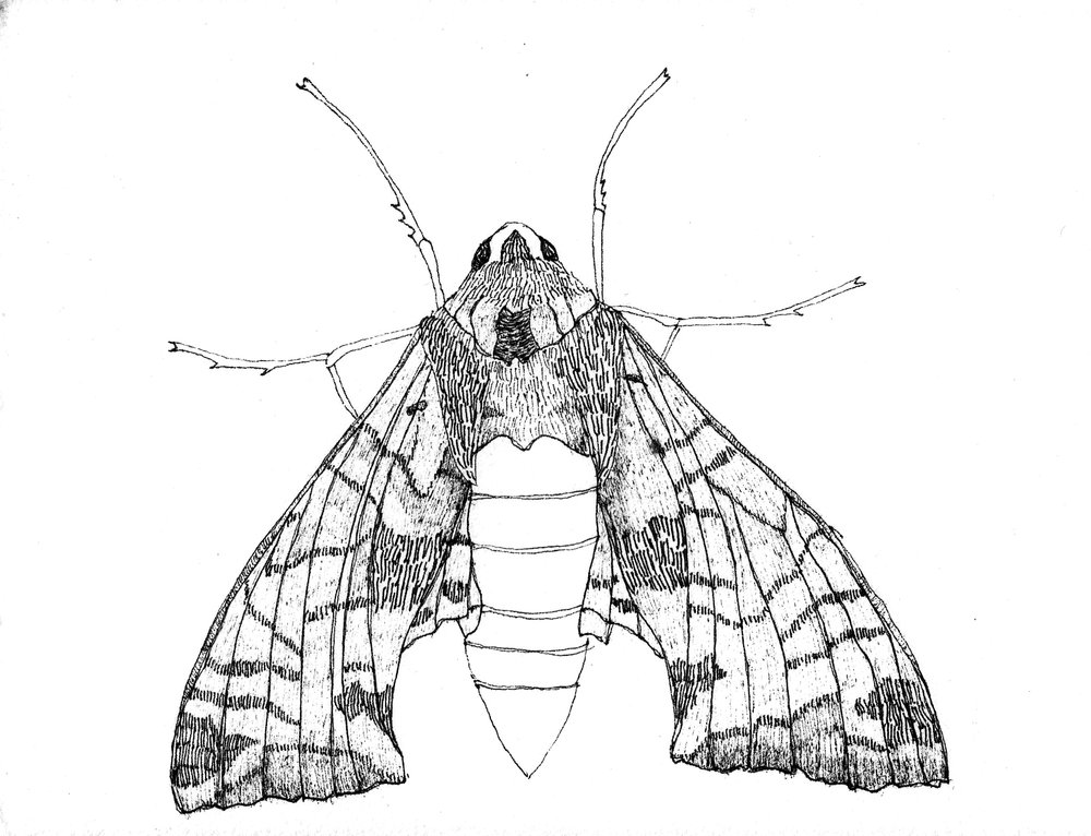 1000x766 Cat Willett - Moth Line Drawing