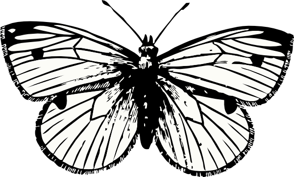600x362 cabbage moth clip art - Moth Line Drawing
