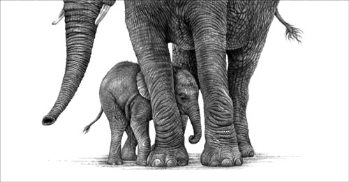 500x261 I'm Not Coming Out' - Mother And Baby Elephant Drawing