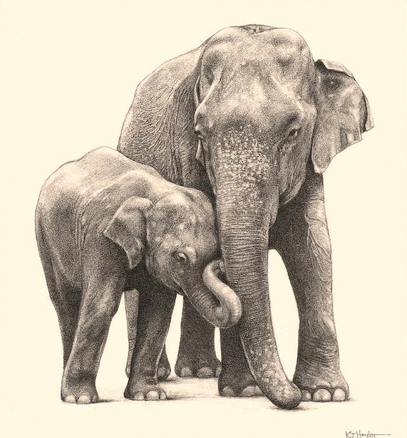 571x615 Mom And Baby Elephant Drawing - Mother And Baby Elephant Drawing