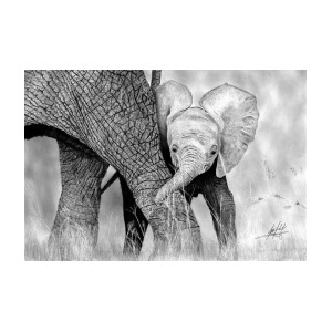 300x300 Mother And Baby Elephant Drawing Drawing - Mother And Baby Elephant Drawing