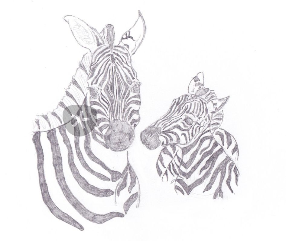 946x800 Zebra Mother And Child Drawing Art Prints And Posters - Mother And Child Drawing