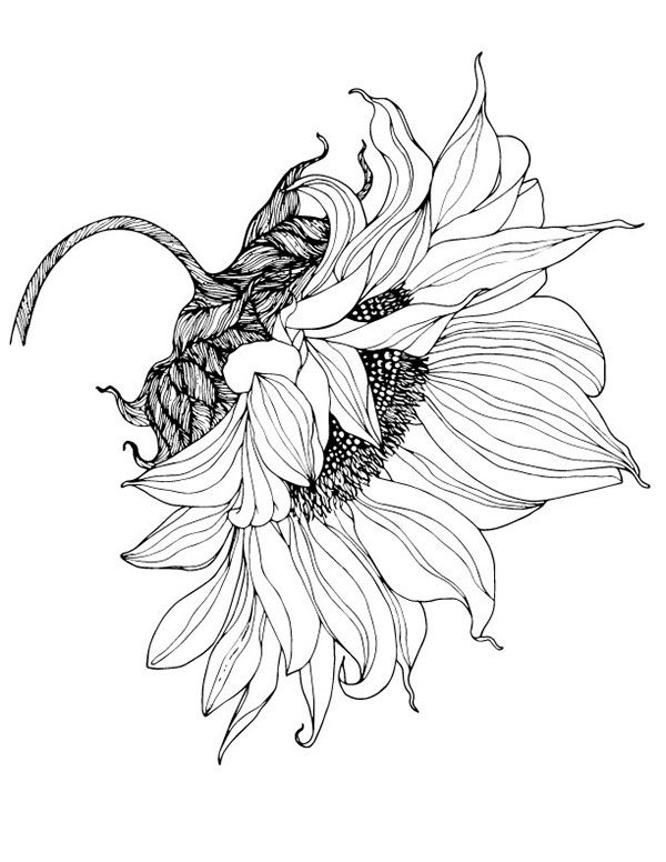 600x776 Sunflower Drawing Pattern From Sunflower Motif To Pattern - Motif Drawing
