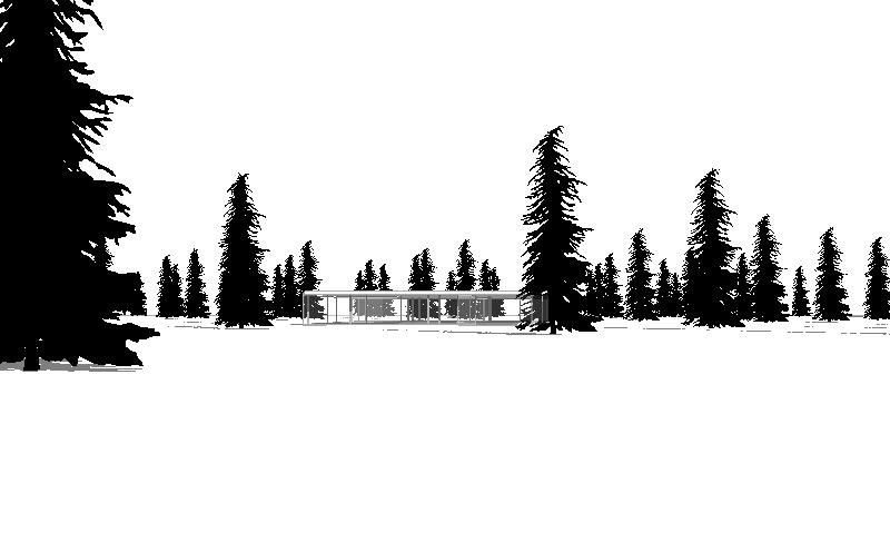 800x487 mountain hemlock tree for revit - Mountain And Trees Drawing