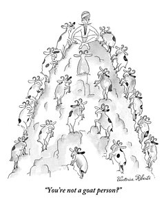 241x300 mountain goat drawings fine art america - Mountain Goat Drawing