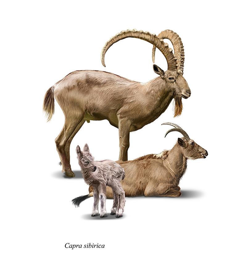 810x900 mountain goat family drawing - Mountain Goat Drawing