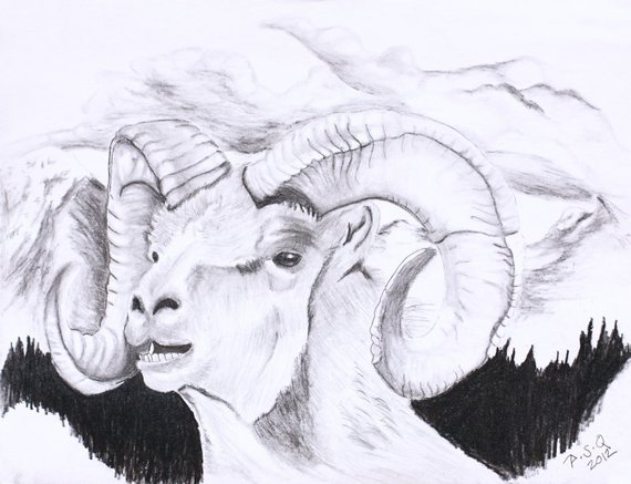 570x437 mountain goat pencil charcoal drawing original fine prison etsy - Mountain Goat Drawing