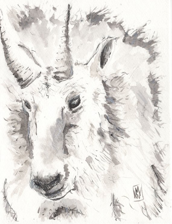 570x742 mountain goat watercolor and ink drawing original art x etsy - Mountain Goat Drawing