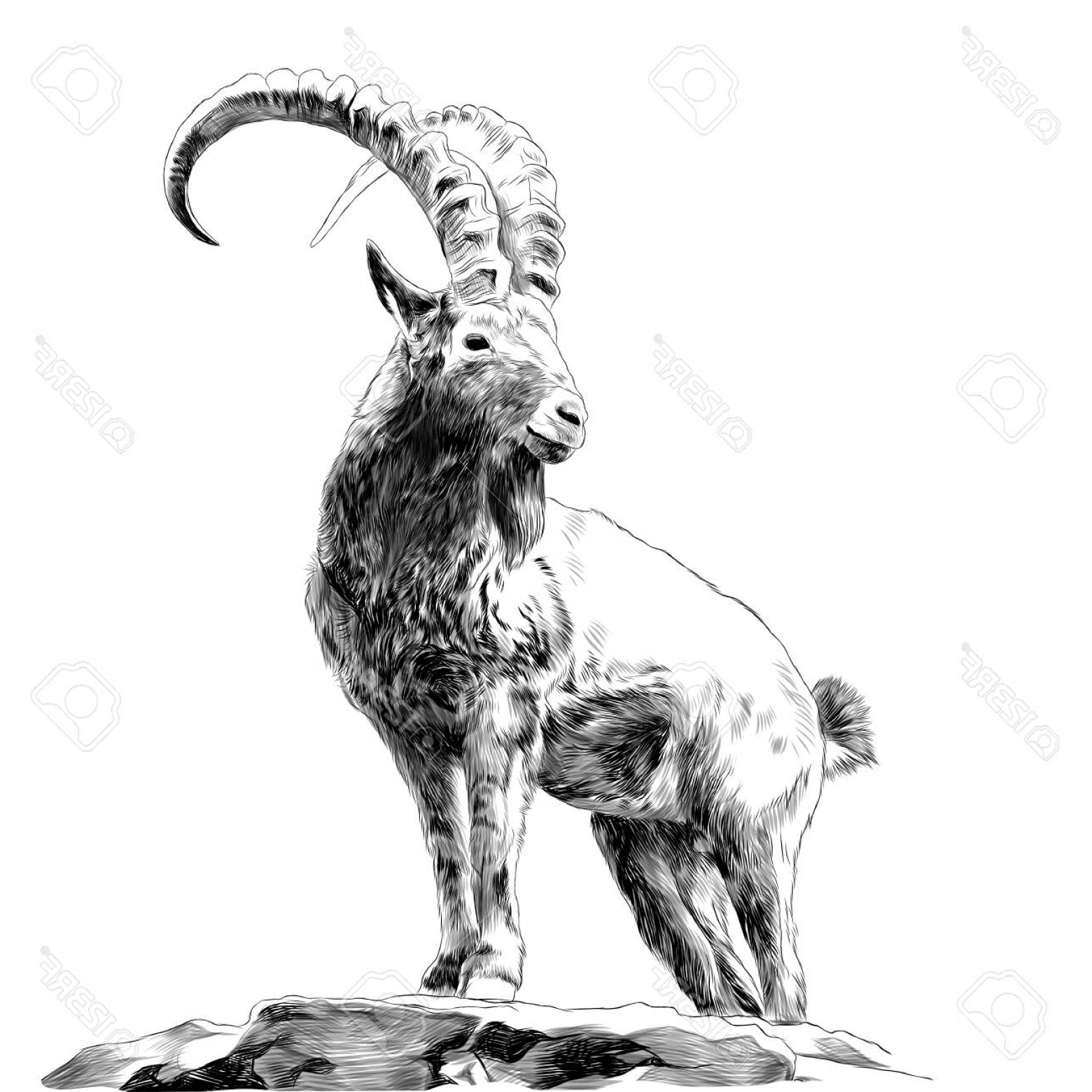 Mountain Goat Drawing at Explore collection of