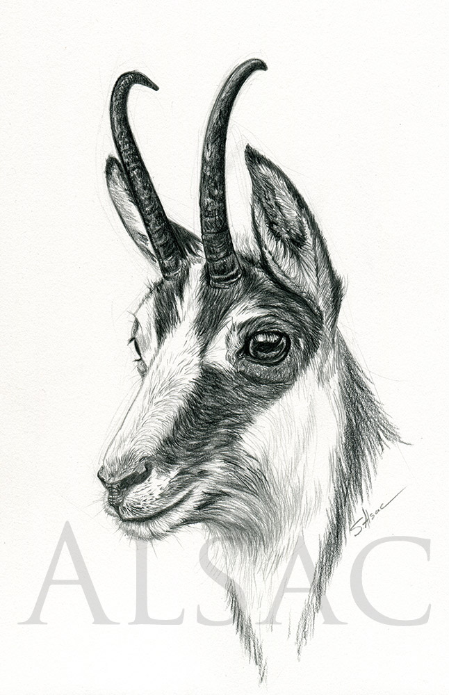 646x1000 portrait of a mountain goat - Mountain Goat Drawing